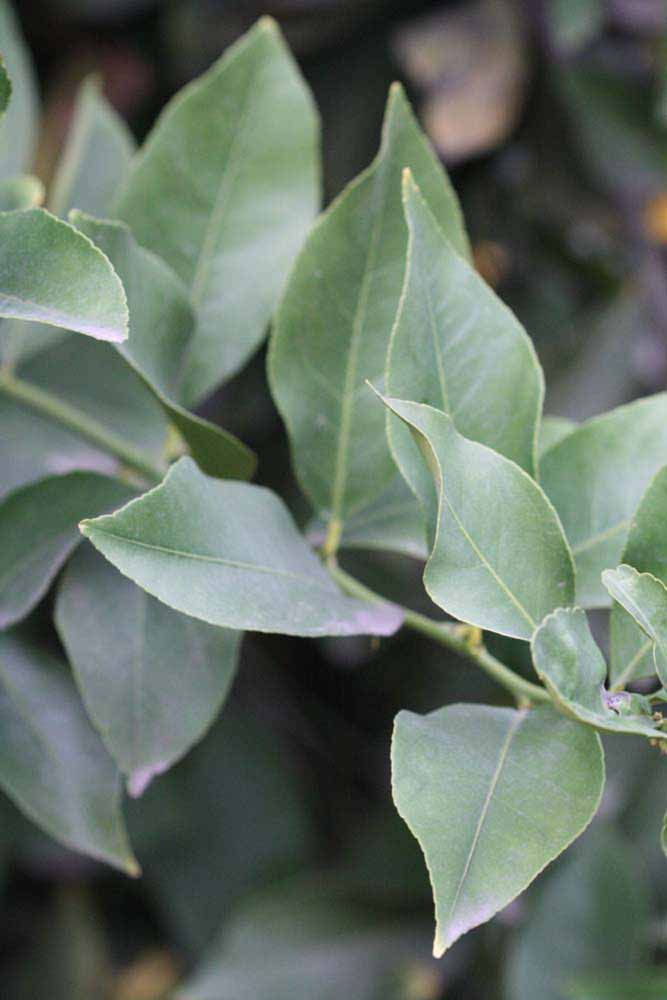            Sun leaves (Limoneira 8-A, Winter Haven, FL)   